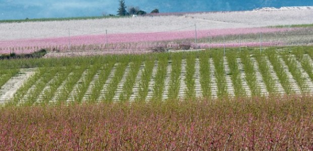 Distinciones internacionales de la FloraciÃ³n de Cieza como Paisaje Natural y Cultural